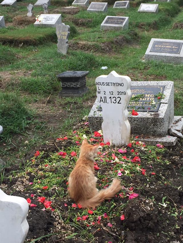 Kisah Rambo, Kucing Setia yang Patah Hati Saat Pemilik Meninggal 