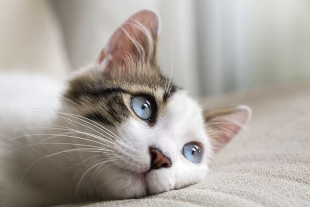 Ilustrasi kucing sedih (Foto: Shutterstock)