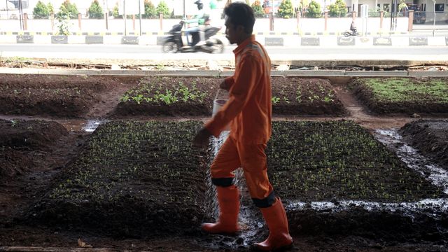 Petugas PPSU Cipinang Melayu menyiram tanaman untuk proyek Urban Farming di kawasan Cipinang Melayu. Foto: Iqbal Firdaus/kumparan
