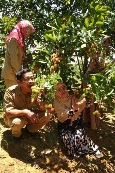 Merintis Agrowisata Rambutan di Kedewan