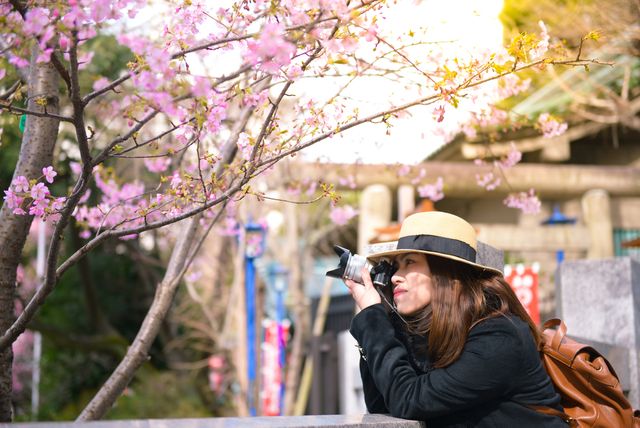 com-Sakura di Jepang Foto: Shutterstock