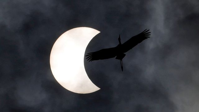 Seekor burung terbang saat gerhana matahari cincin di Bangkok, Thailand pada 26 Desember 2019. Foto: REUTERS / Soe Zeya Tun