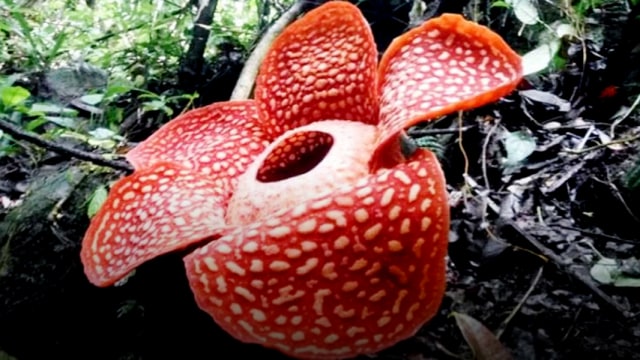 Rafflesia jenis Tuan Mudae mulai mekar di Kabupaten Agam, Sumatera Barat (Foto: BKSDA Agam)