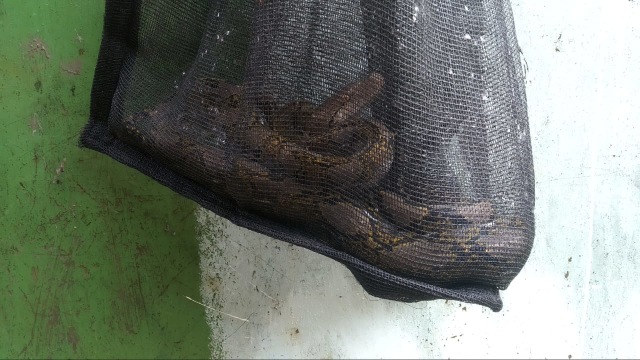 Seekor ular ditemukan warga di Pejaten, Pasar Minggu, Rabu (1/1/2020). Foto: Dicky Adam Sidiq/kumparan