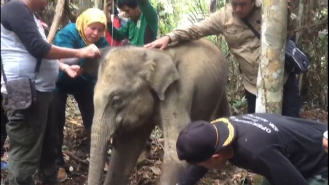 Tim Penyelamat Menyelatkan dan Mengobati Anak Gajah Liar Yang Terkena Jerat. Foto: BBKSDA Riau