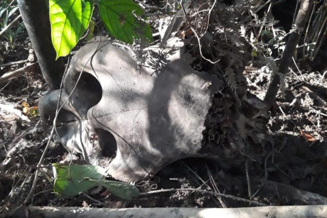 Gajah Mati di Aceh Jaya: Ditemukan Dua Ekor dan Tinggal Tulang (183888)