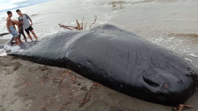 Ikan paus berukuran 9 meter ditemukan mati terdampar di Pantai Babalalang, Mamuju. Foto: Dok. Istimewa