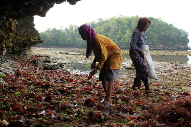 rumput laut 2.jpg
