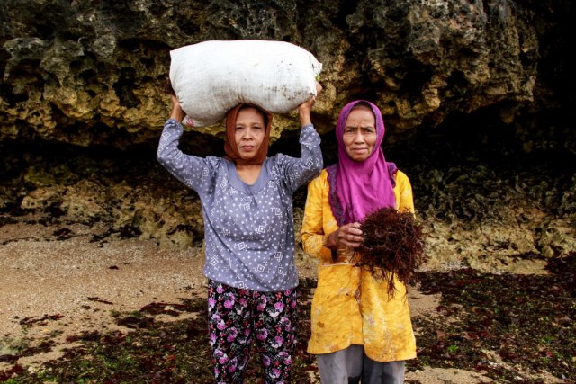 rumput laut 3.jpg