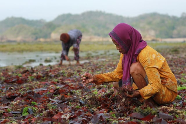 rumput laut 4.jpg