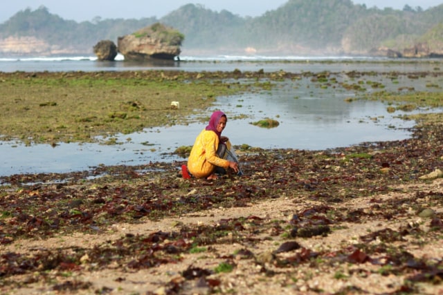 rumput laut 5.jpg