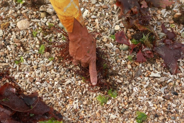 rumput laut 6.jpg