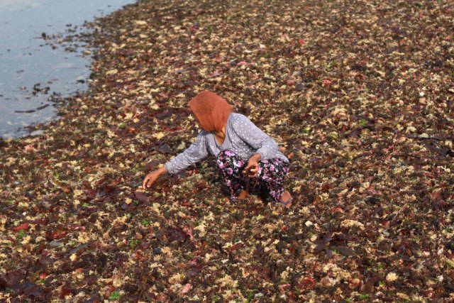 rumput laut 7.jpg