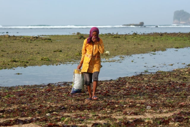 rumput laut 9.jpg