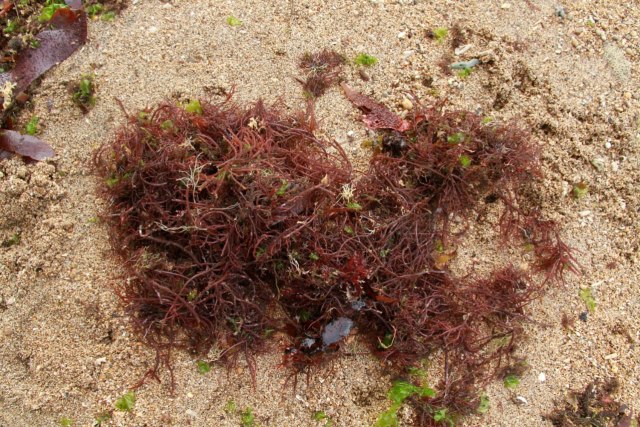 rumput laut 10.jpg