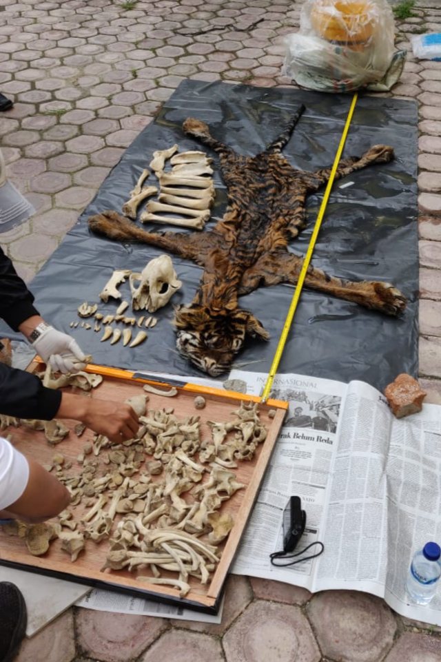 Barang bukti kulit harimau yang diamankan tim Polda Aceh. Foto: Dok. Humas Polda Aceh