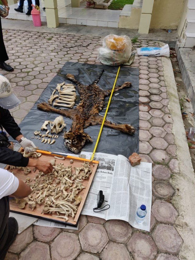 Barang bukti berupa kulit dan tulang Harimau. Foto: Dok. Polda Aceh