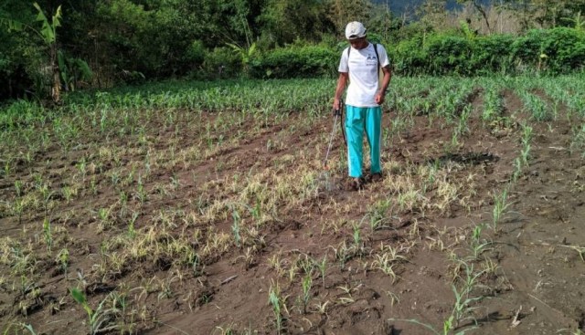 Ini Cara Basmi Ulat Grayak yang Menyerang Ladang Jagung di Ponorogo