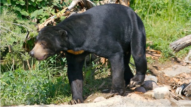 Beruang madu. Foto: wikipedia.commons