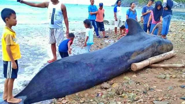 Ikan paus berukuran 7 meter terdampar di tepi Pantai Desa Tolotio, Kecamatan Bone Pantai, Kabupaten Bone Bolango. Sabtu, (4/1). Foto : Istimewa