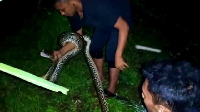 Dua ekor ular phyton, dilepaskan oleh Balai Konservasi Sumber Daya Alam (BKSDA) Gorontalo. Sabtu, (4/1) Foto : Istimewa