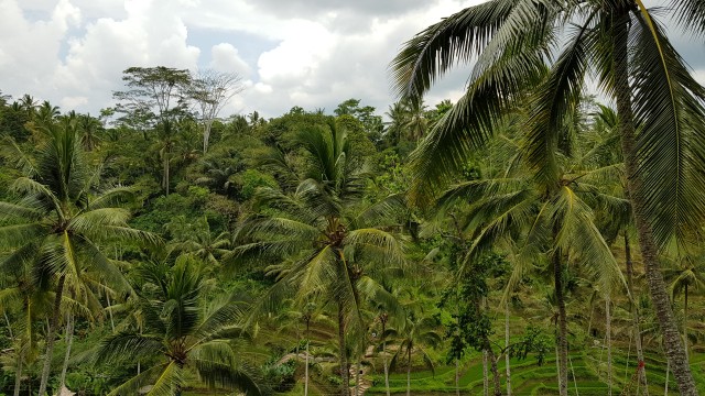 Pemandangan di teras padi Tegallalang | Photo from Charles/Karja