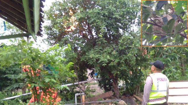 Petugas Dinas Damkar Kabupaten Bojonegoro, saat evakuasi sarang tawon vespa di pohon jambu di Desa Mojosari Kecamatan Kalitidu Bojonegoro. Sabtu (04/01/2019). Inzet: sarang tawon vespa sebelum di musnahkan