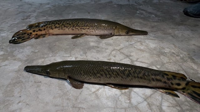 Ikan aligator di Lapas Sukamiskin. Foto: Dok.Istimewa
