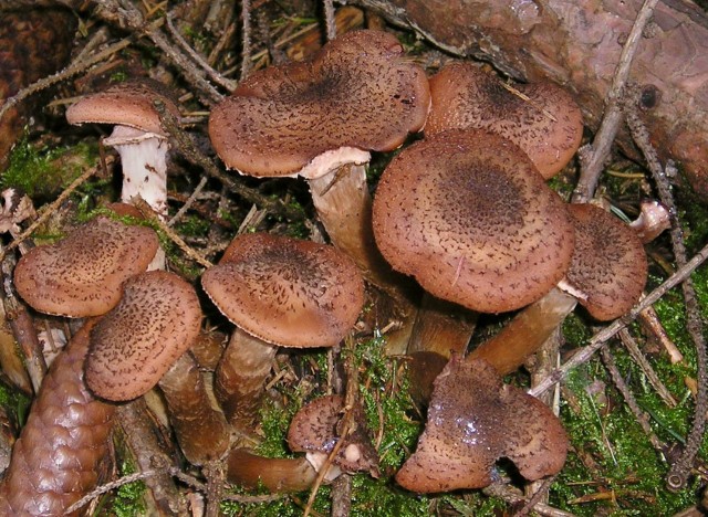 Armillaria ostoyae. Sumber gambar: Wikimedia Commons.