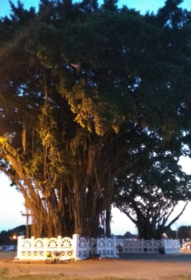 Pohon beringin kembar di Alun-alun Kidul Yogyakarta yang menjadi tempat dilakukannya Masangin. Foto: Ayusandra.