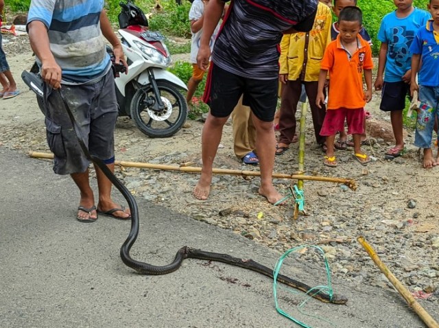 Ular kobra ditemukan warga saat bersembunyi di sebuah semak-semak di permukiman warga, (Makassar Indeks/Ardiansyah).