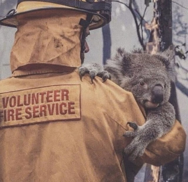 Seoarang petugas tengah mengevakuasi koala yang berada di lokasi kebakaran hutan. (Foto: Twitter/@DRealIlorinBoy)
