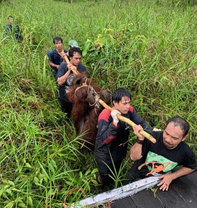 Tim Wildlife Rescue melakukan evakuasi orang utan jantan dari Jalan Pangkalan Bun - Kotawaringin Lama. (Foto: BKSDA Kalteng)