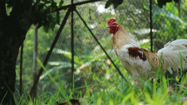 Ayam Lokal Unggul, IPB D-1 Mulai Diproduksi Massal