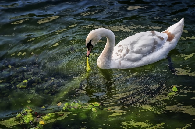 Seekor angsa putih sedang memakan alga di kolam. Foto: Pixabay