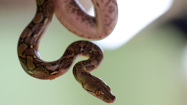 Ilustrasi ular piton. Foto: AFP