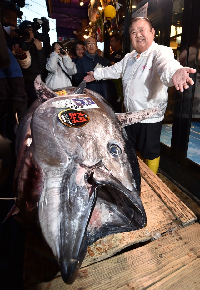 Kiyoshi Kimura menunjukkan ikan tuna sirip biru seharga Rp 25 Miliar di restoran miliknya di Tokyo, Jepang.
 Foto: AFP/Kazuhiro NOGI
