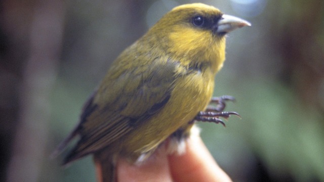 Loxops_caeruleirostris.jpg