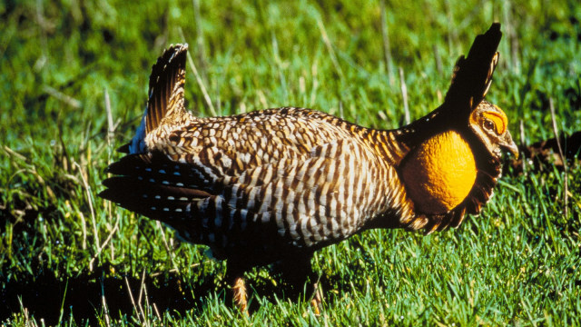 Attwater's_Prairie_Chicken.jpg