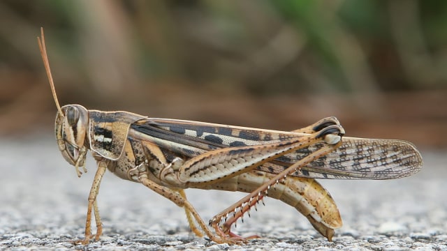 American_Bird_Grasshopper.jpg