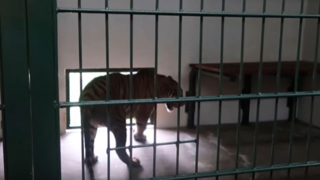 Harimau benggala Alshad Ahmad (sumber: layar tangkap youtube Alshad Ahmad)