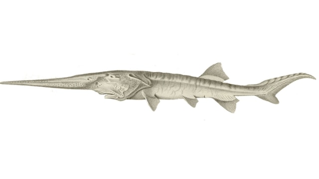 Ikan dayung China (Psephurus gladius). Foto: wikimedia.org