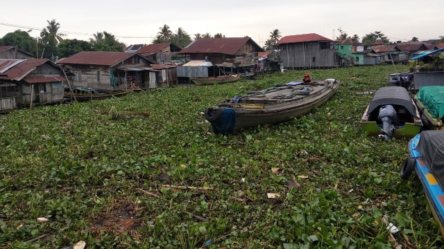 Sampah eceng gondok menutup akses transportasi air di Sungai Kuin Kota Banjarmasin, Rabu sore (8/1/2020). Foto: M Syahbani/banjarhits.id