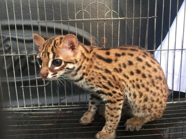 Kucing Kuwuk/Babiat Ri. Foto: Istimewa