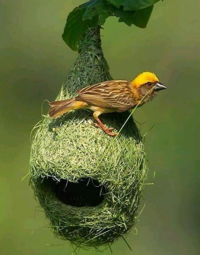 Burung manyar atau dikenal sebagai arsiteknya burung. Foto : Science, Tech, Universe