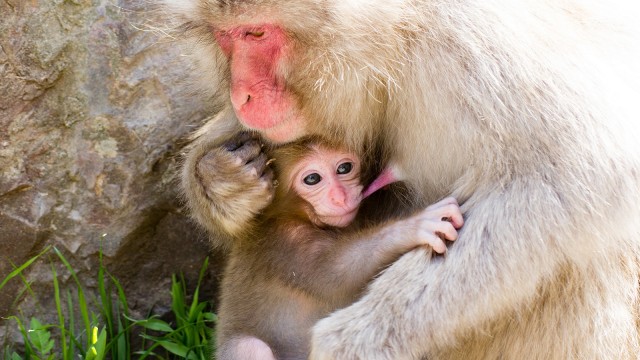 Foto: Ibu monyet dan bayinya