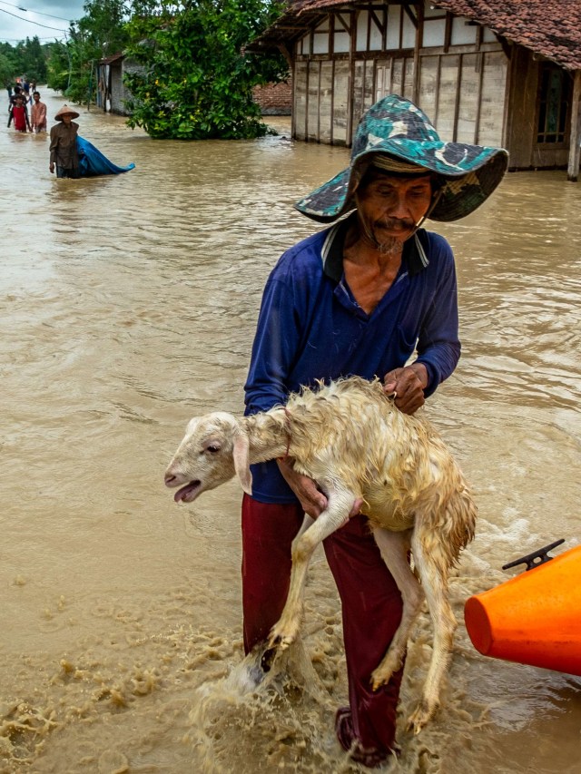 Warga menyelamatkan ternaknya dari banjir akibat tanggul Sungai Tuntang jebol di Desa Trimulyo, Guntur, Kabupaten Demak, Jawa Tengah, Kamis (9/1). Foto: ANTARA FOTO/Aji Styawan