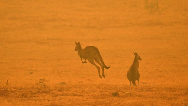 Foto: Duka Cita Jokowi Atas Kebakaran Dahsyat di Australia (134858)