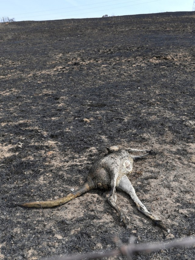 Seekor kanguru mati tergeletak di tengah pertanian setelah kebakaran hutan di Batlow, di negara bagian New South Wales, Australia. Foto: AFP/SAEED KHAN