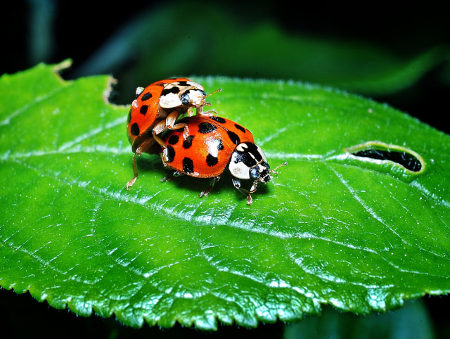 ladybugs-1271771_1920.jpg